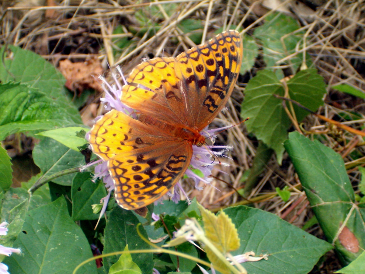 Types Of Butterflies In The Midwest at GETMYLAHBLOG Blog