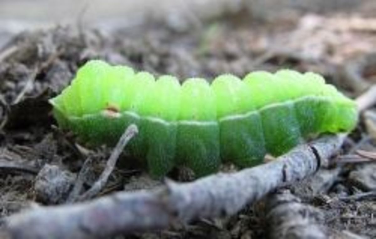 How to Find Caterpillars