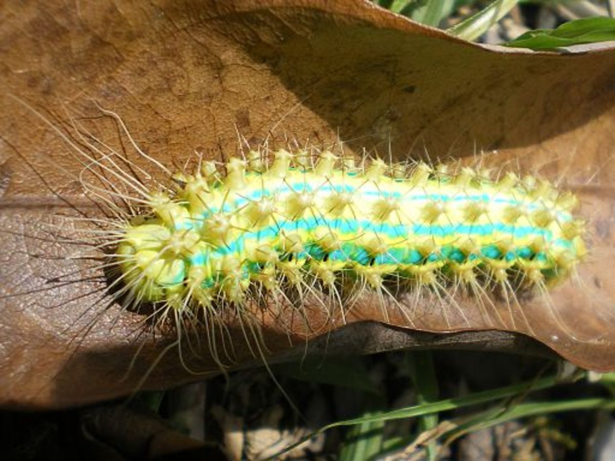 best-way-to-find-caterpillars