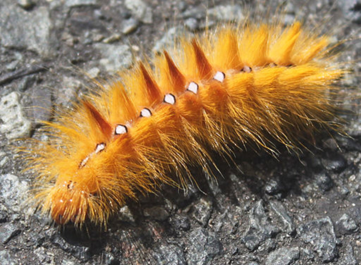 How to Find Caterpillars HubPages