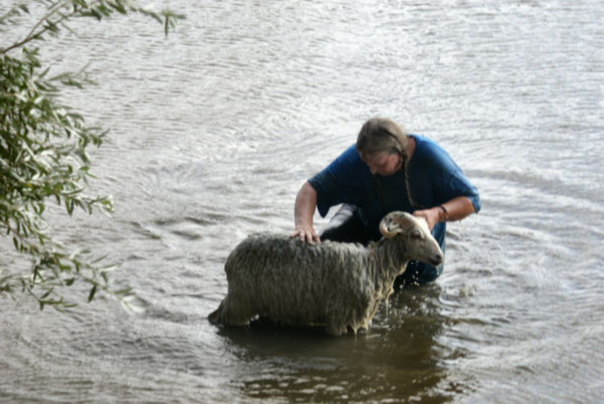 Can swim. Sheep can swim. Sheep транскрипция. A sheep can. I can swim.