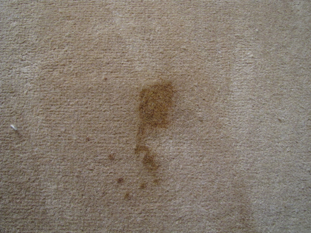 Close up of cat stain on wool rug