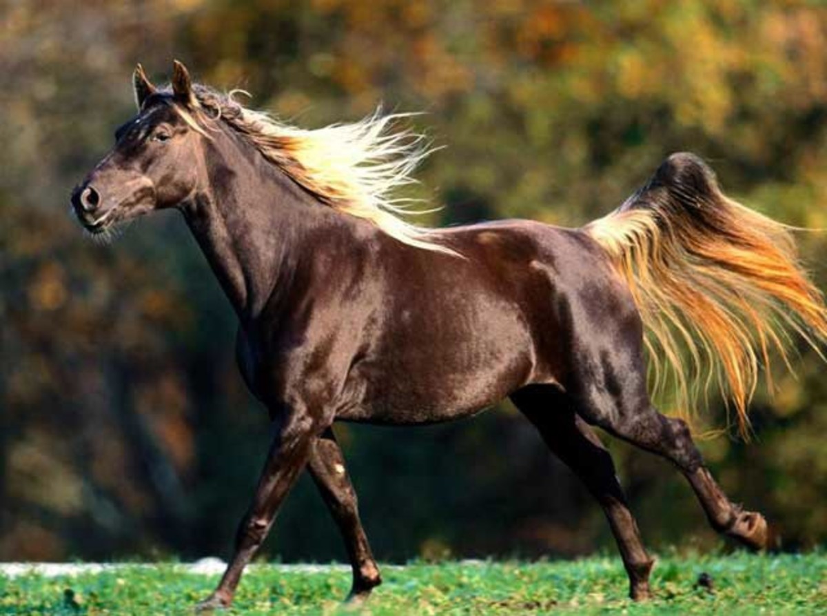 top-30-most-beautiful-horse-breeds