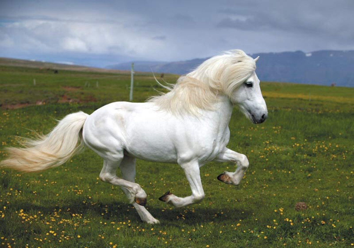 top-30-most-beautiful-horse-breeds