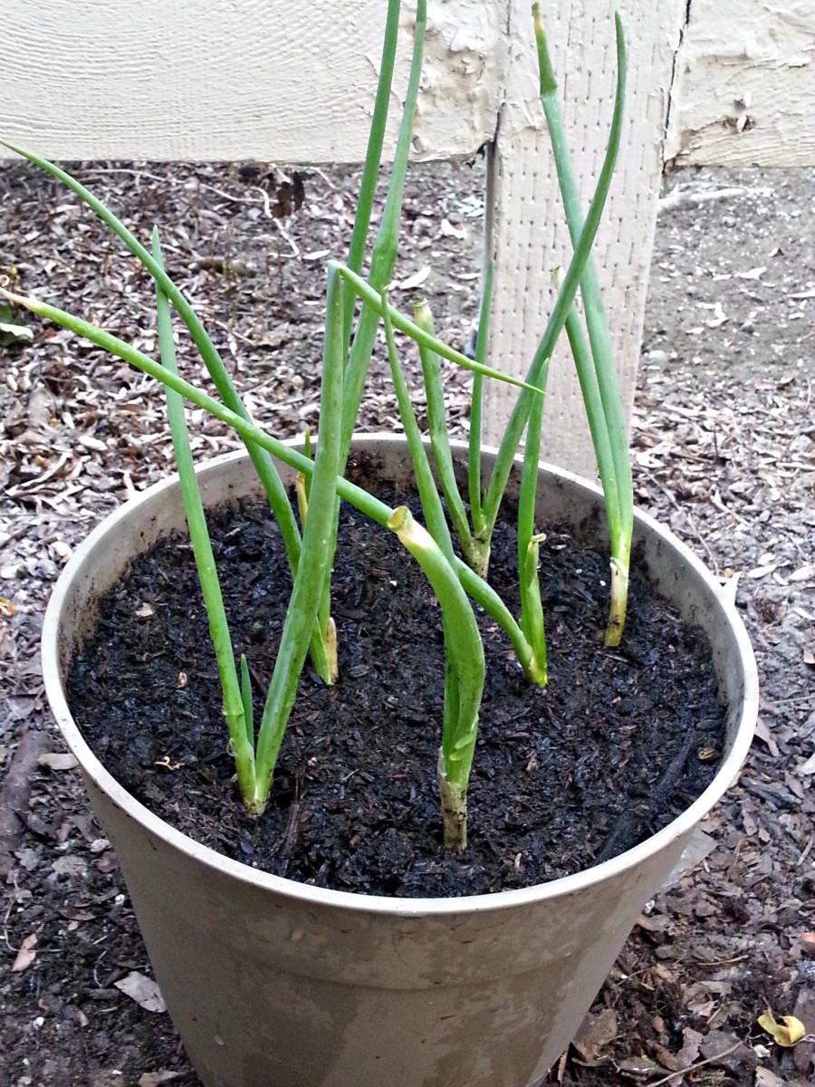 How to Grow Potted Green Onions from Clippings