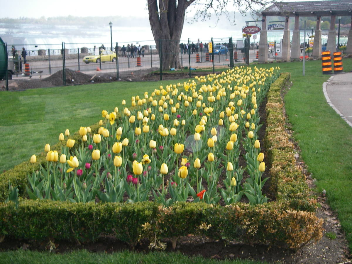 Beautiful May tulips with Horseshoe Falls in the far background.