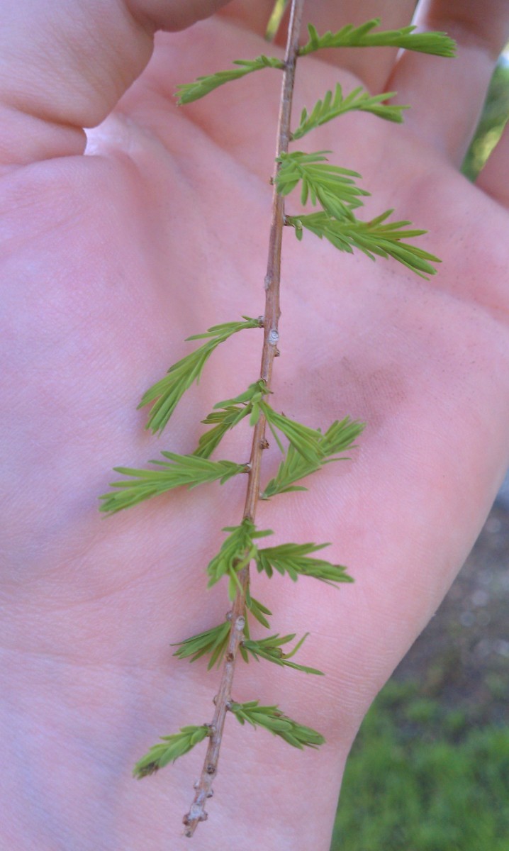 The Bald Cypress is so named for its bare looking branches, uncharacteristic of most gymnosperms.