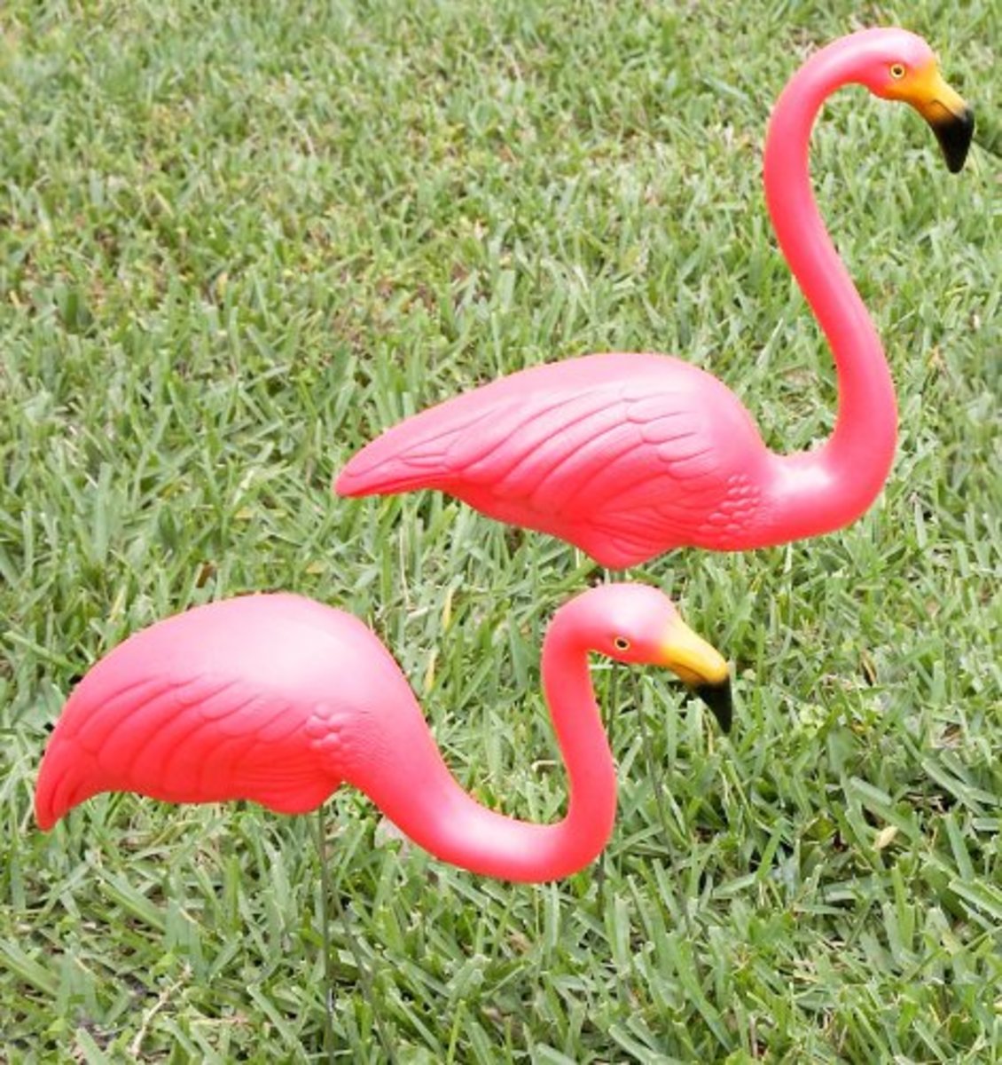 Five Fabulous Flamingos for Your Collection