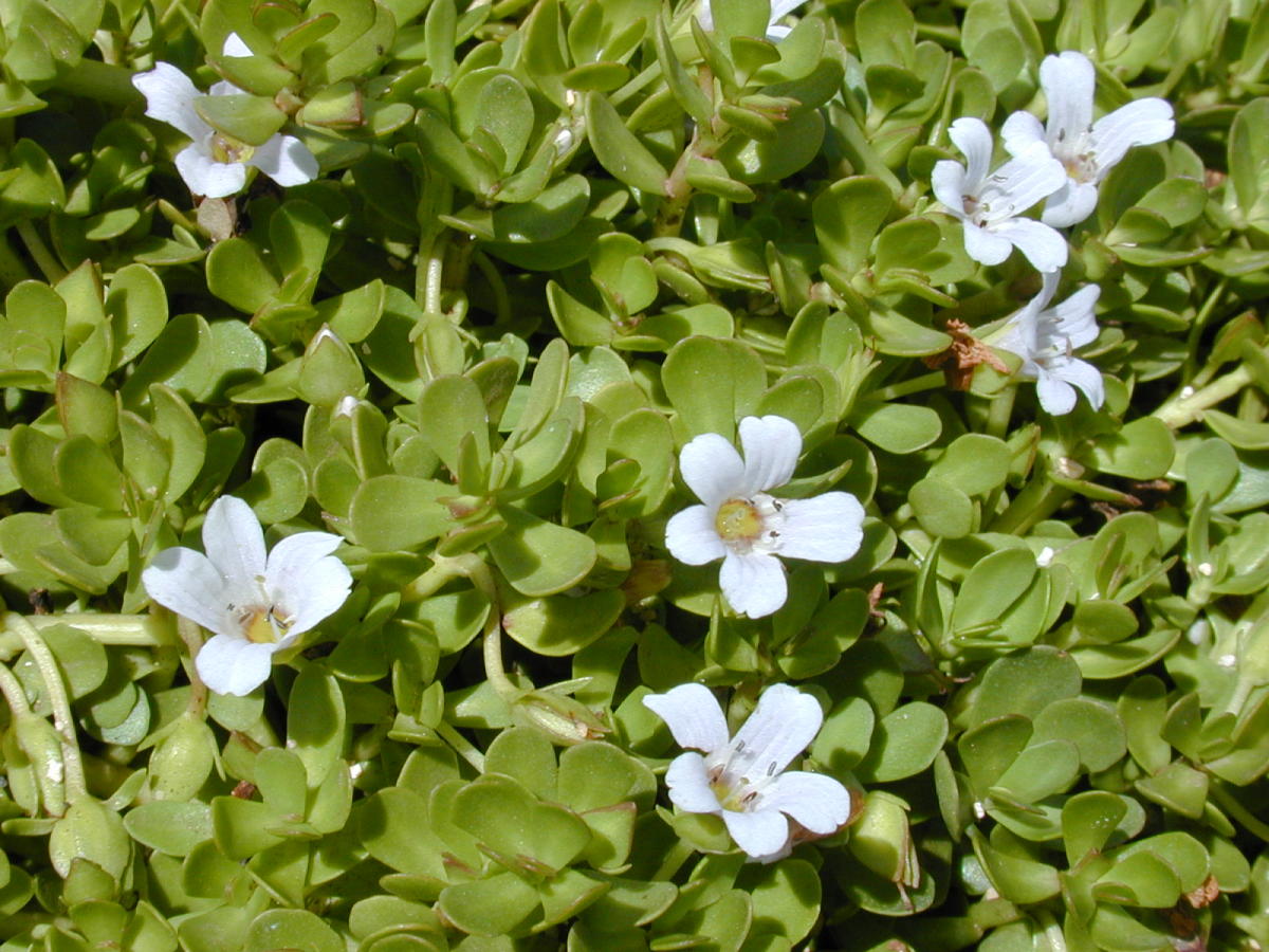 Brahmi or Bacopa monnieri herb