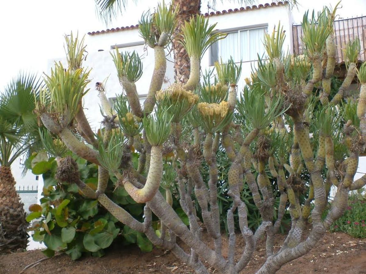 Succulent plants for the Tenerife garden
