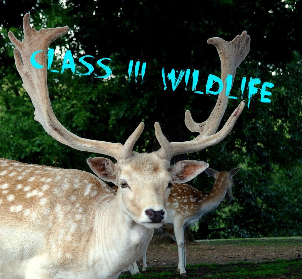 This is What Exotic Pet Laws Should Be Like HubPages