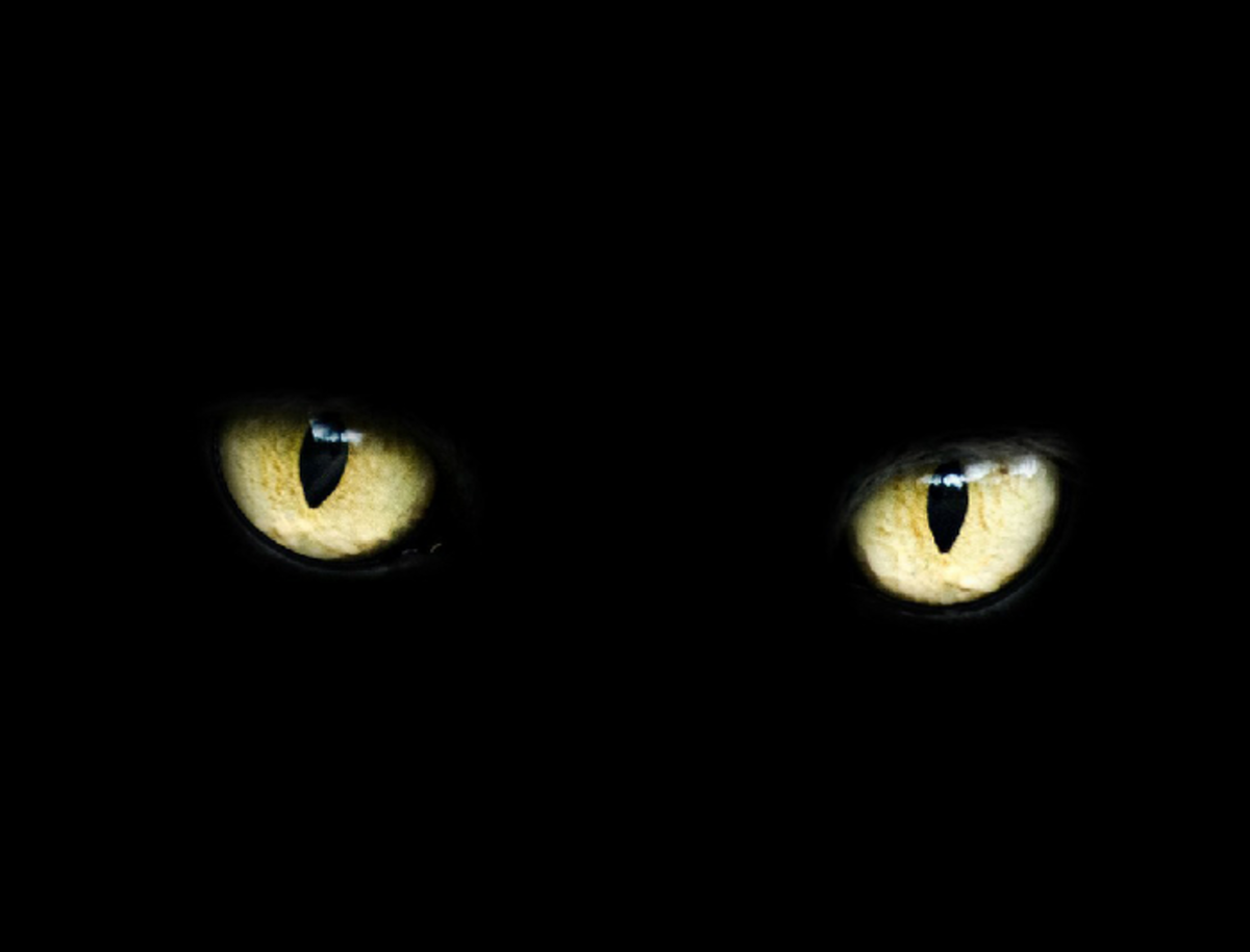 Cat's Eyes in the Dark