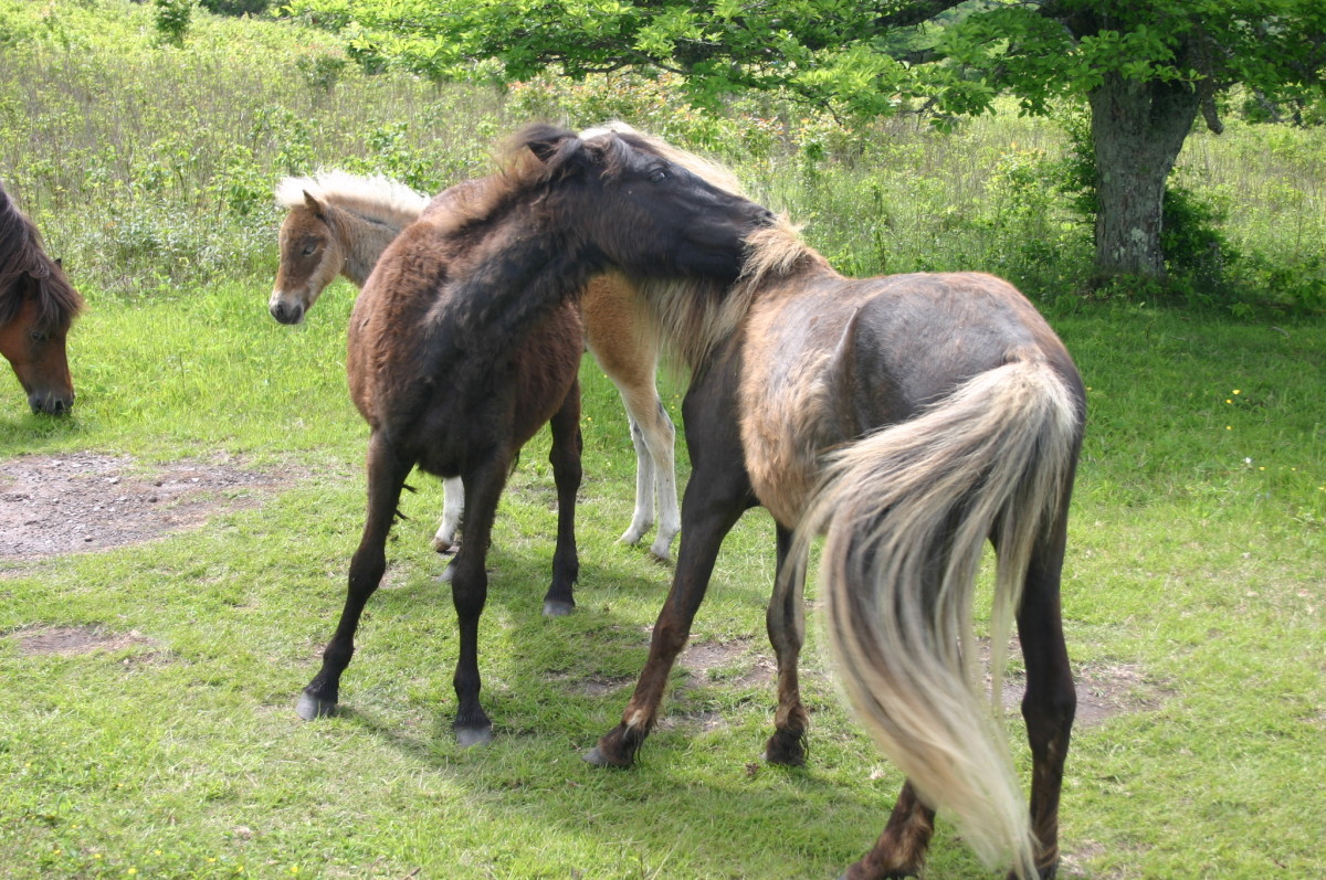 Horses Their Sense of Feel and Touch PetHelpful