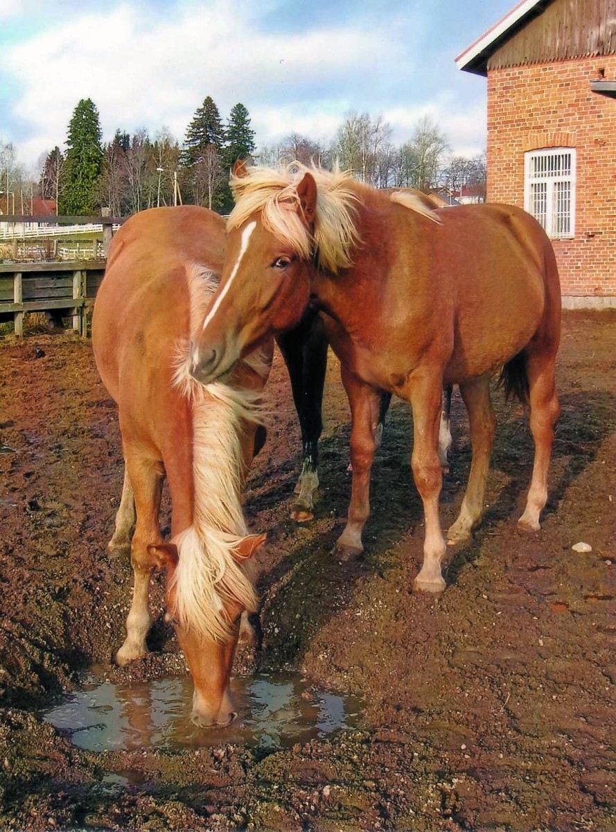 Horses Their Sense of Feel and Touch PetHelpful