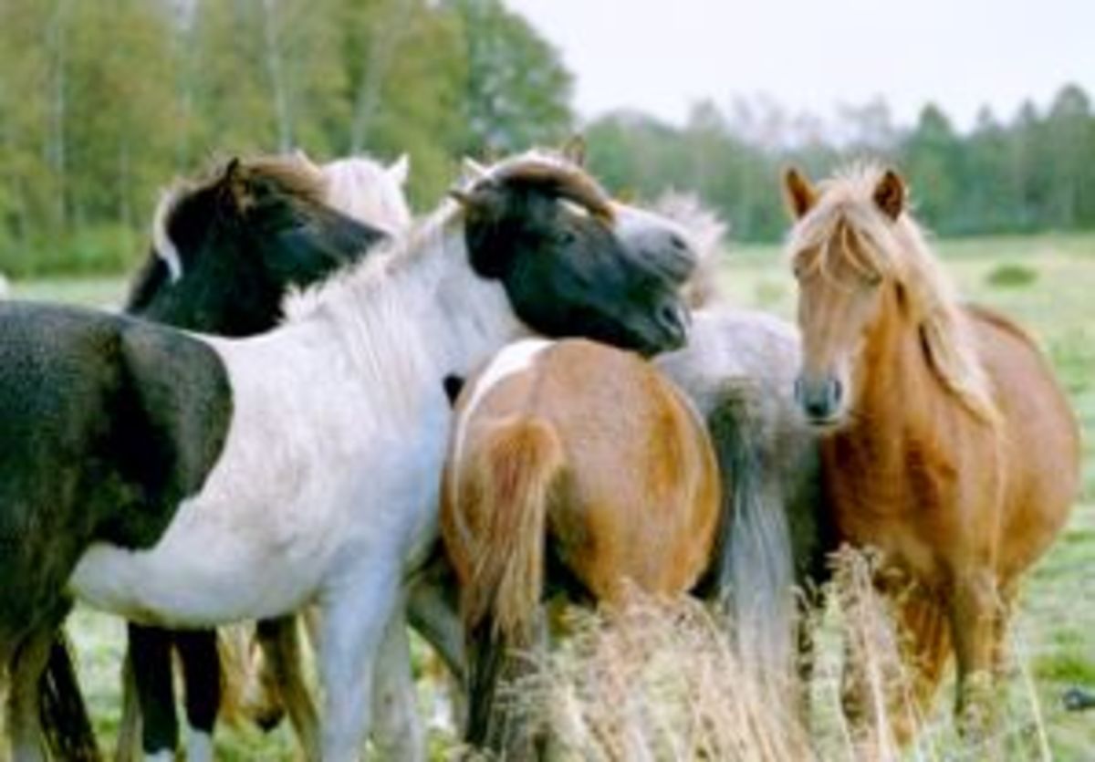 Horses use their sense of taste to recognize other horses