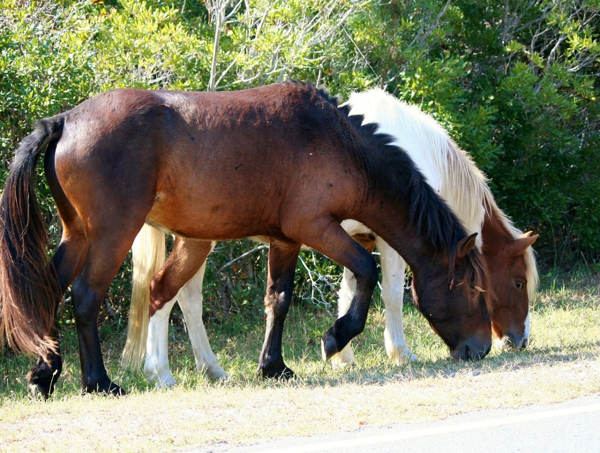 Horses can graze for 10 hours a day