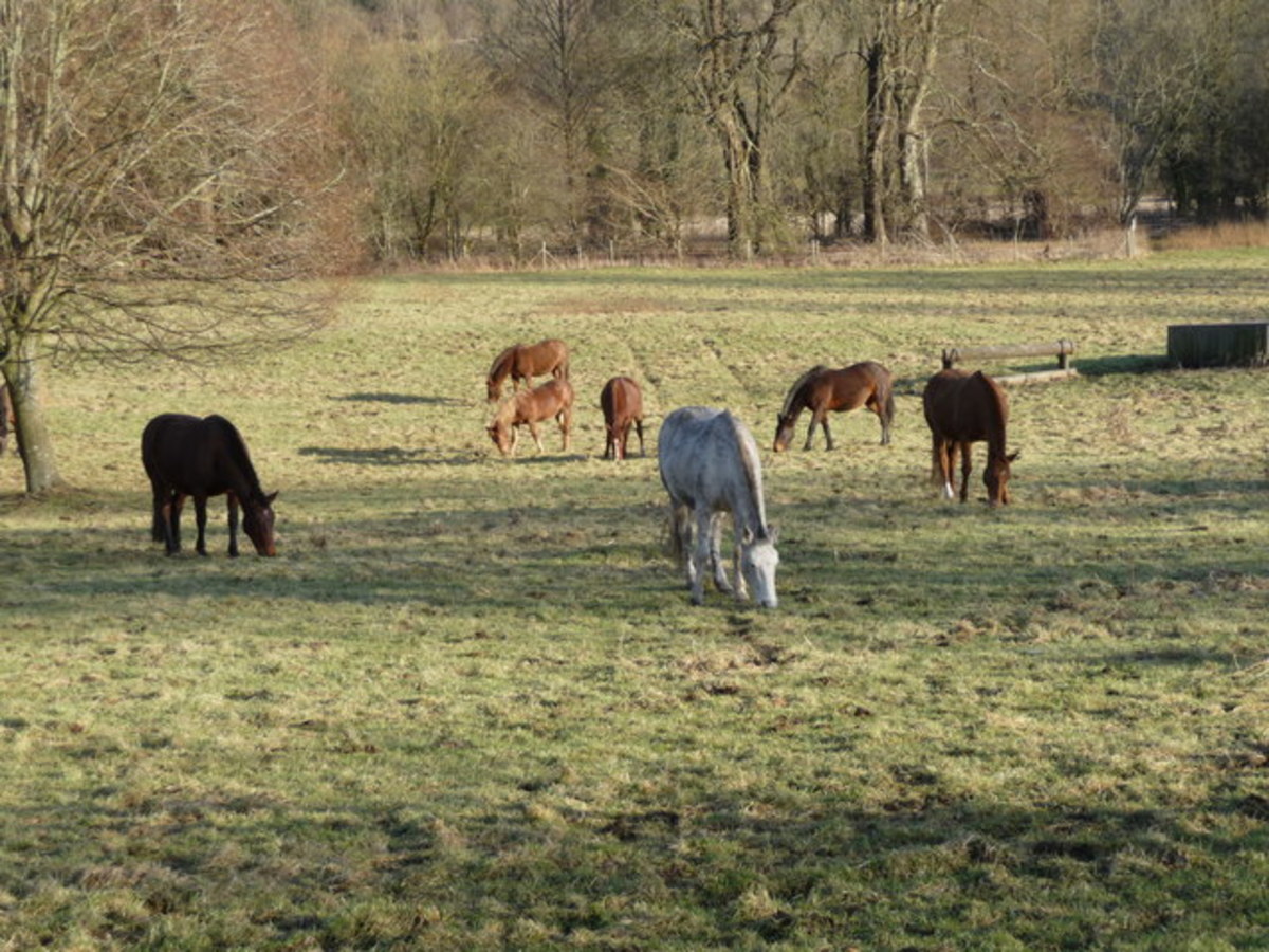 Horses And Their Sense Of Taste - Pethelpful