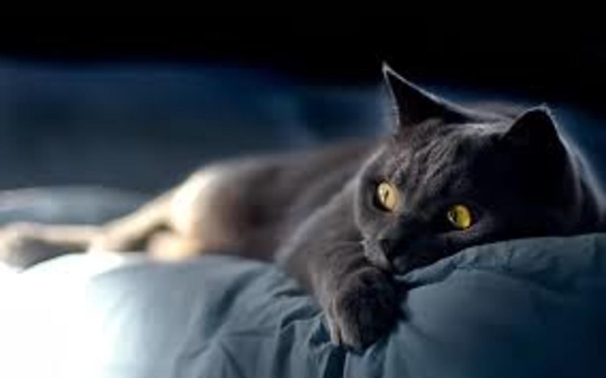 Black cat in cat bed