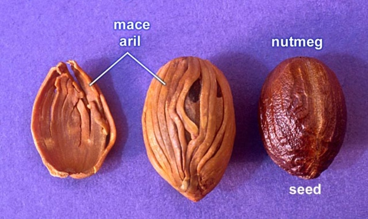 Nutmeg, Mace and Ginger; Health Benefits and Side Effects HubPages
