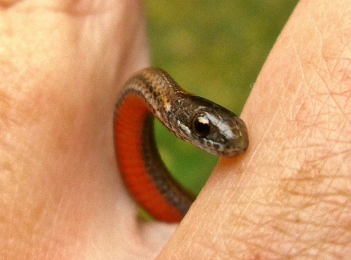 Northern Redbelly Snake - Haiku Poems
