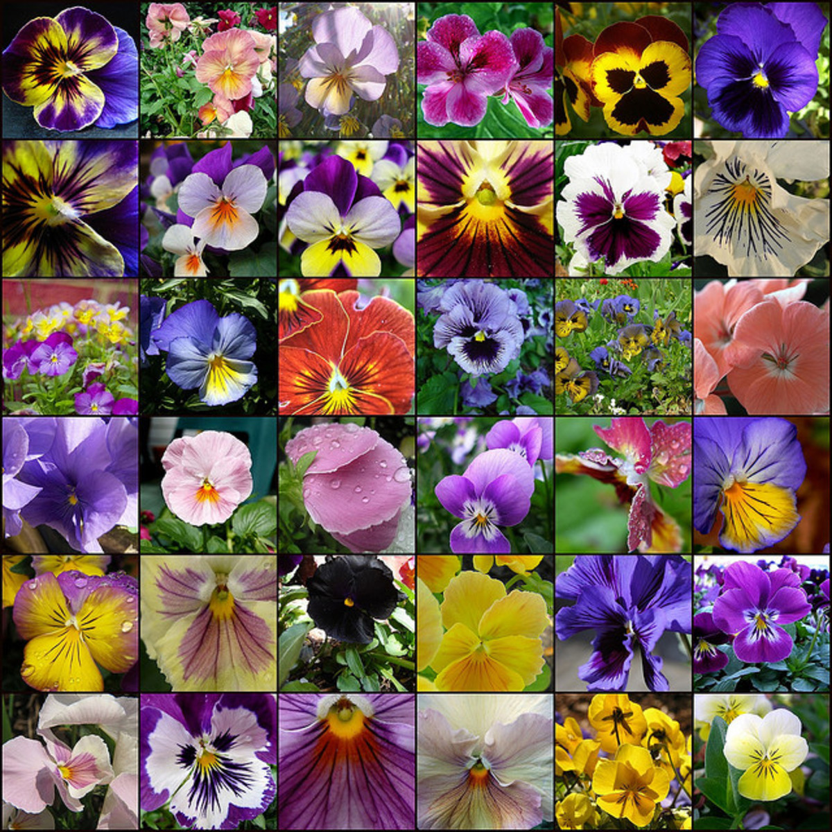 how-to-plant-a-pansy-flower-basket