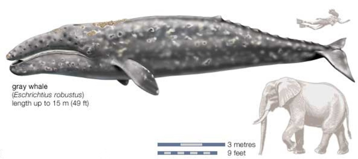 marine-mammal-facts-gray-whale-eschrichtius-robustus