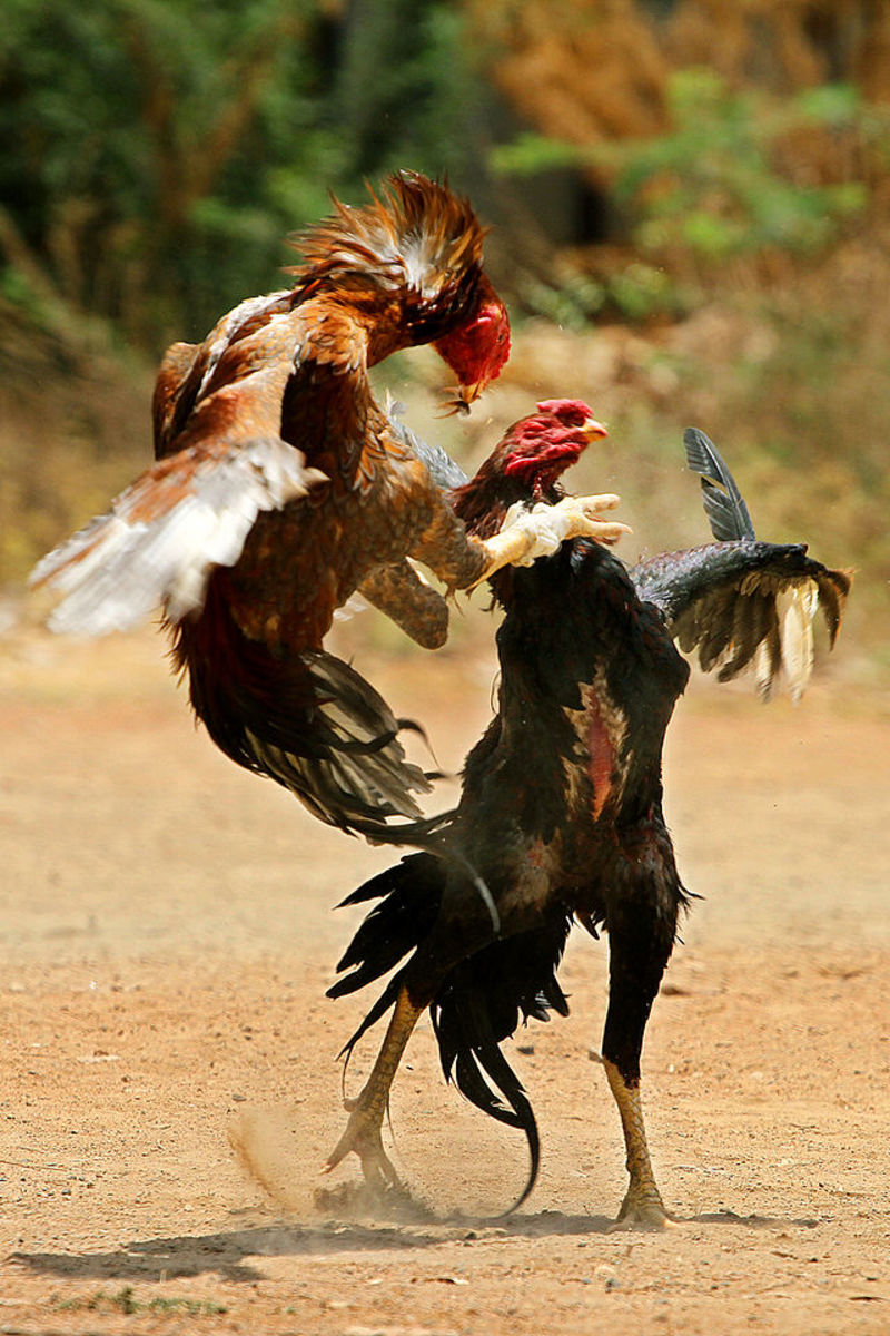 Two roosters in a cock fight