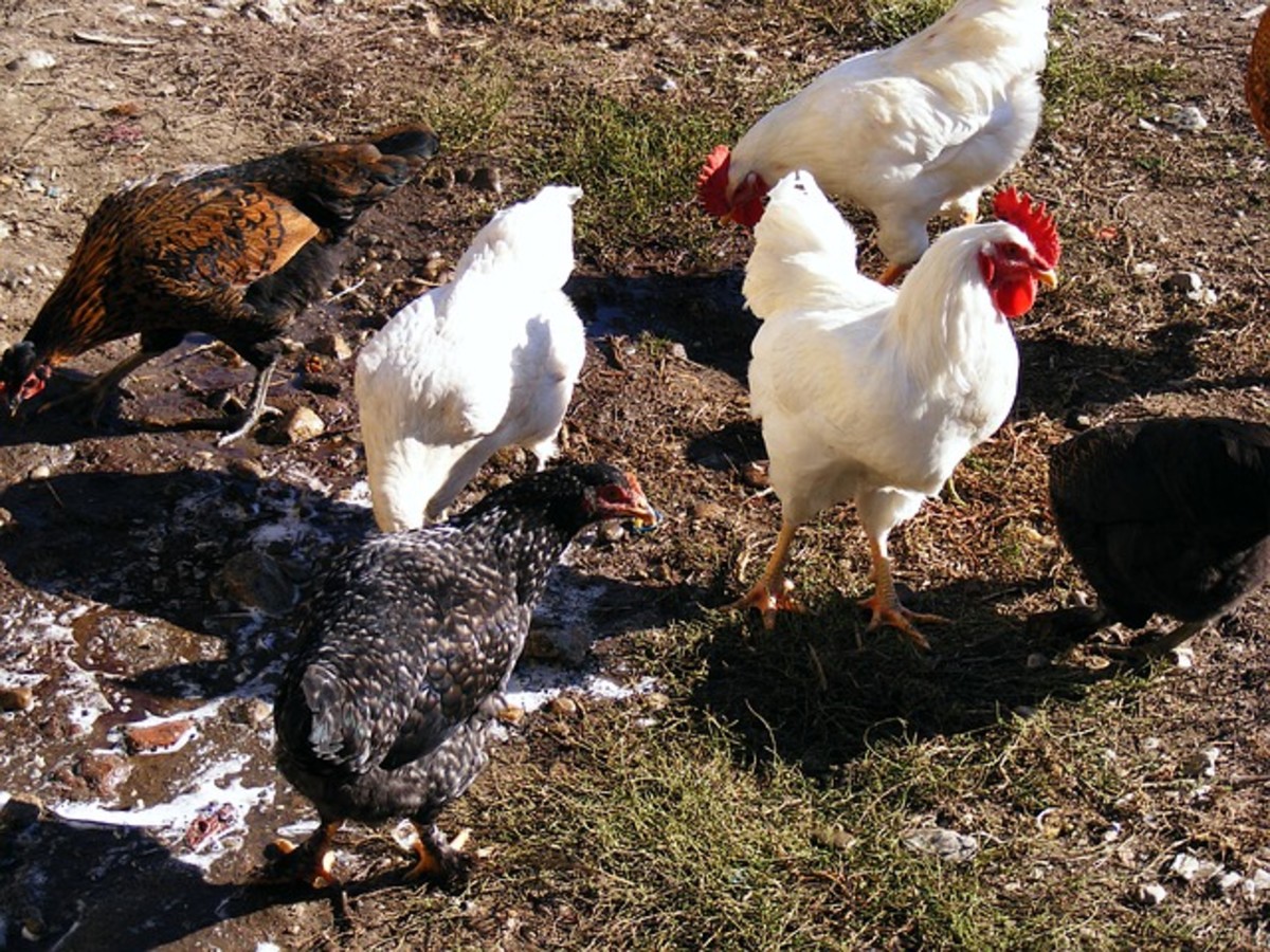 Chickens can devour insects and help control insect populations. 