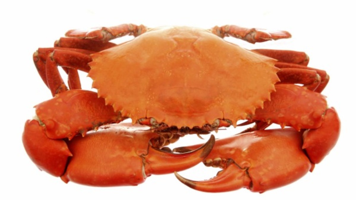 Nipped: A crab is back in custody after a sparking fears of a break-in at West End. Nipped: A crab is back in custody after a sparking fears of a break-in at West End.