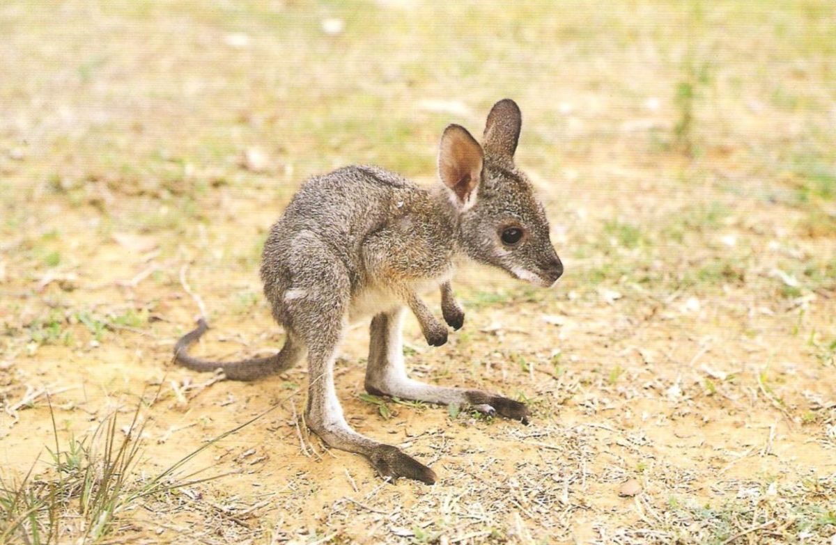 joey (baby kangaroo)