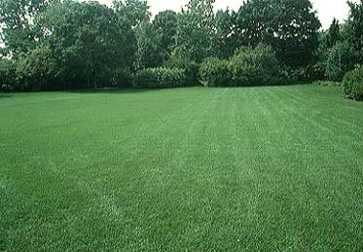 What Is Turf Grass 5 Common Types Hubpages