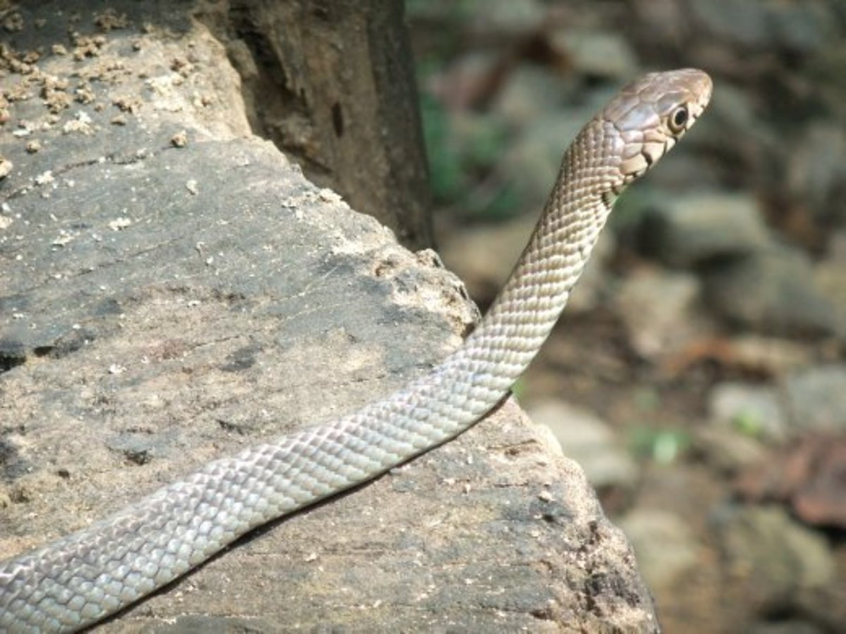 Sri Lanka Venomous Snakes, Poisonous Spiders, and other Deadly Insects