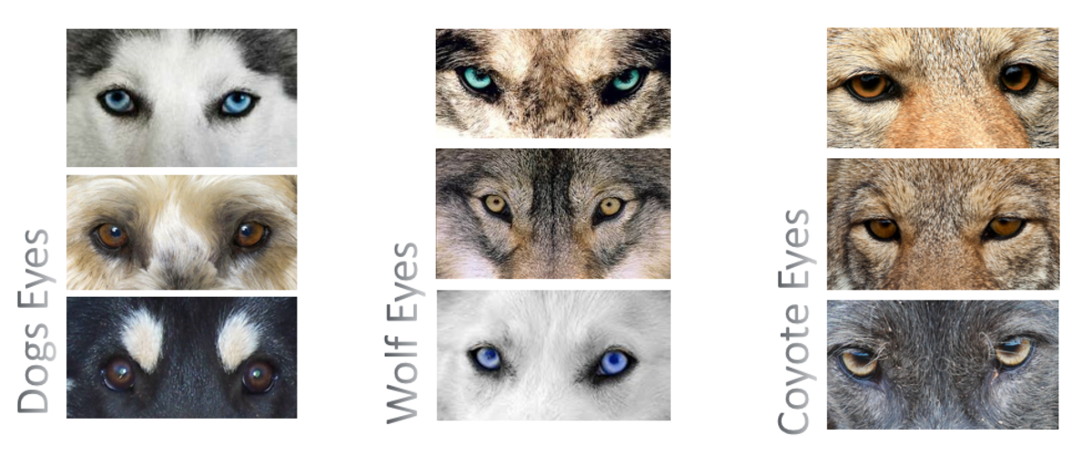 Как отличить волка от собаки внешне фото