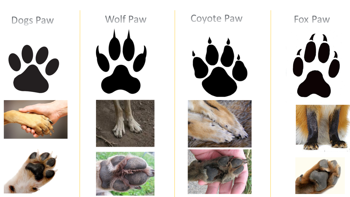 canidae-association-dog-vs-wolf-jackal-coyote-and-fox