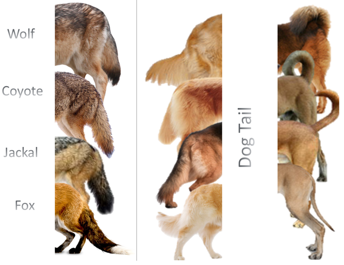 Difference Between Dog, Wolf, Jackal, Coyote and Fox - HubPages