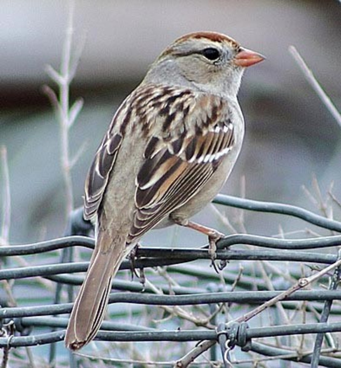 White-crowned Sparrow Juvenile