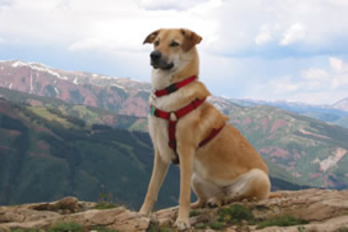 11 Newest Dog Breeds Recognized by AKC Till 2016 HubPages