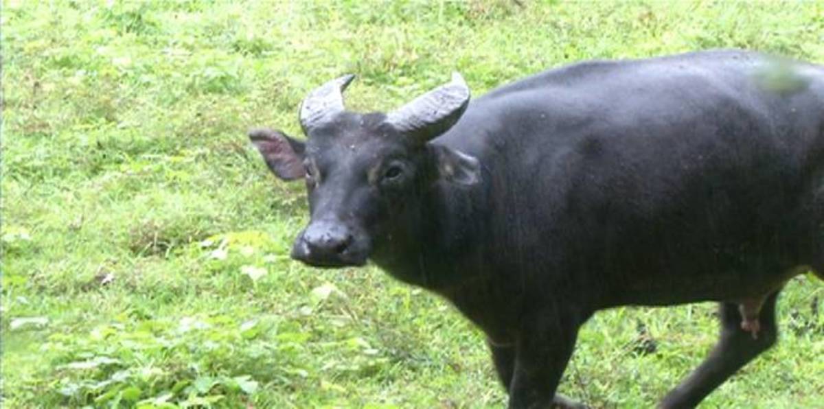 The tamaraw or Mindoro dwarf buffalo is a small, hoofed mammal belonging to the family Bovidae