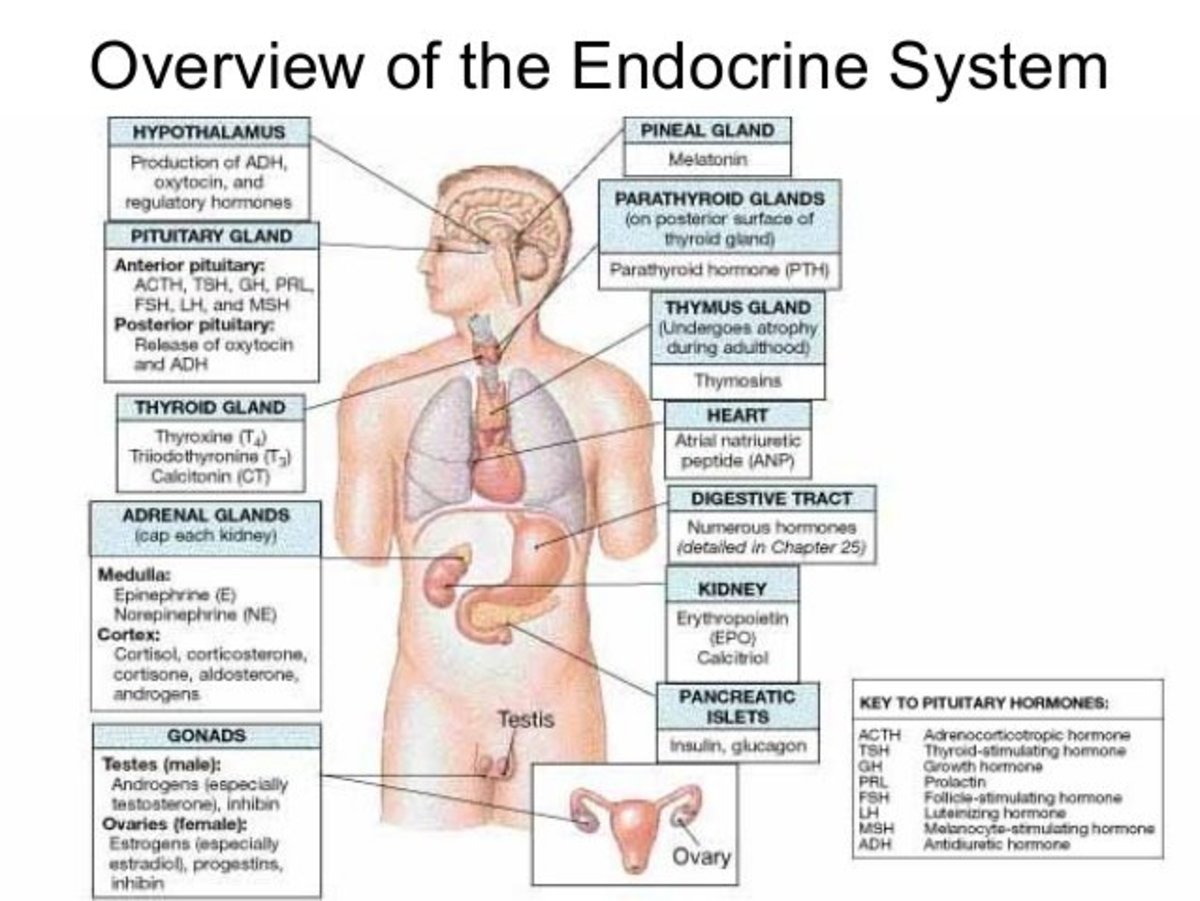 Endocrinology: How millions are suffering needlessly