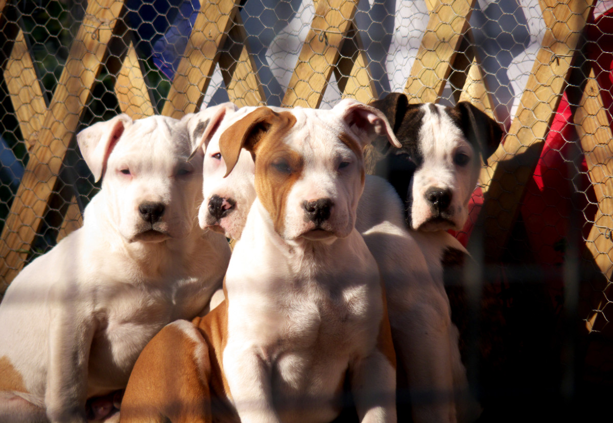 The Most Dangerous Pets: Discussion of Exotic Animals vs. Pit bulls