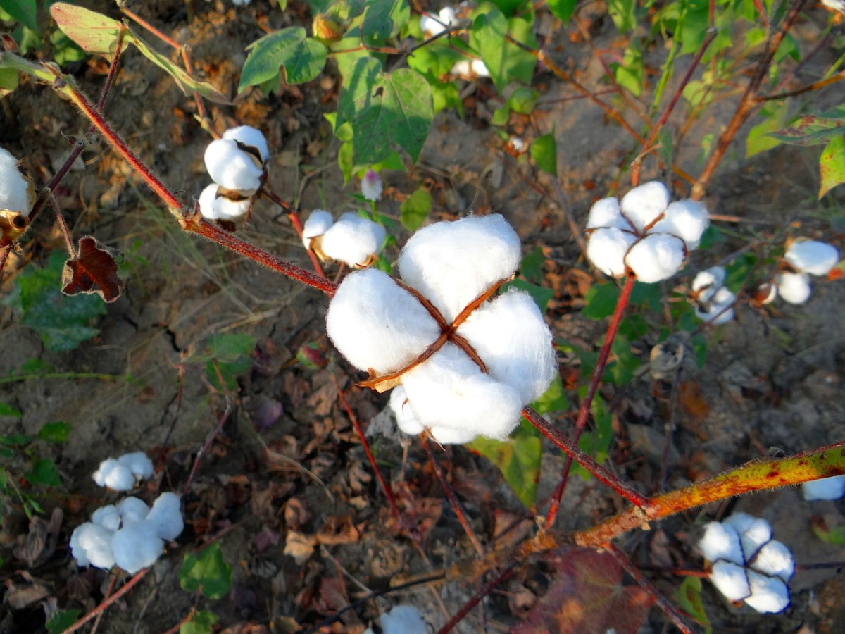 them-old-cotton-field-back-home