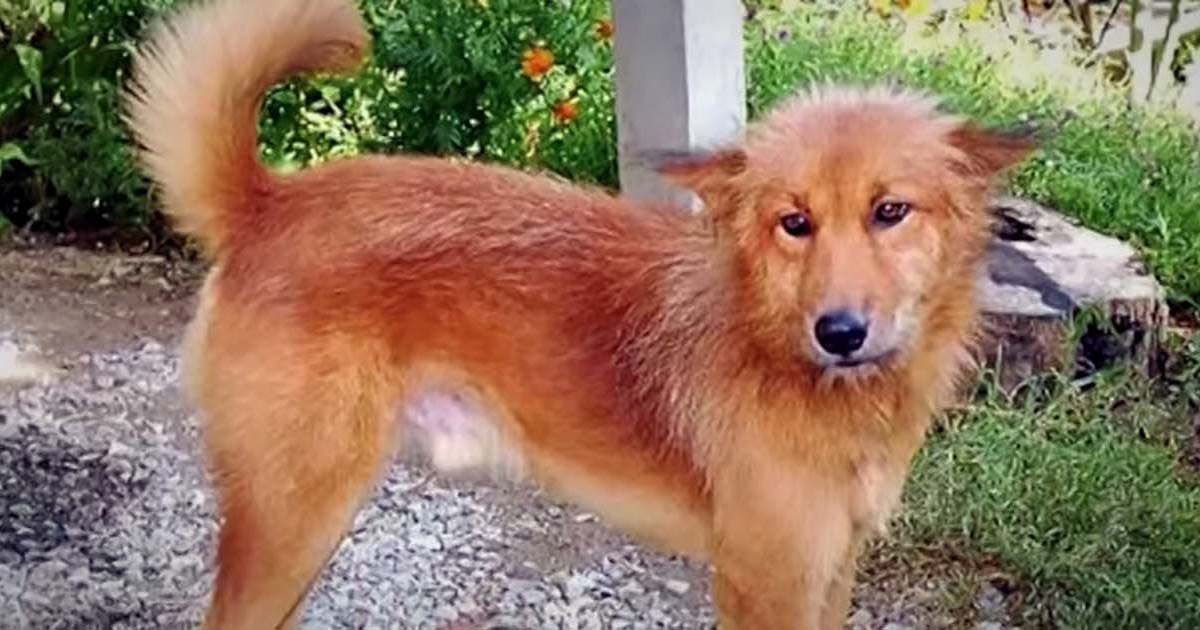 10 Heroic Stray Dogs That Saved Humans Life HubPages