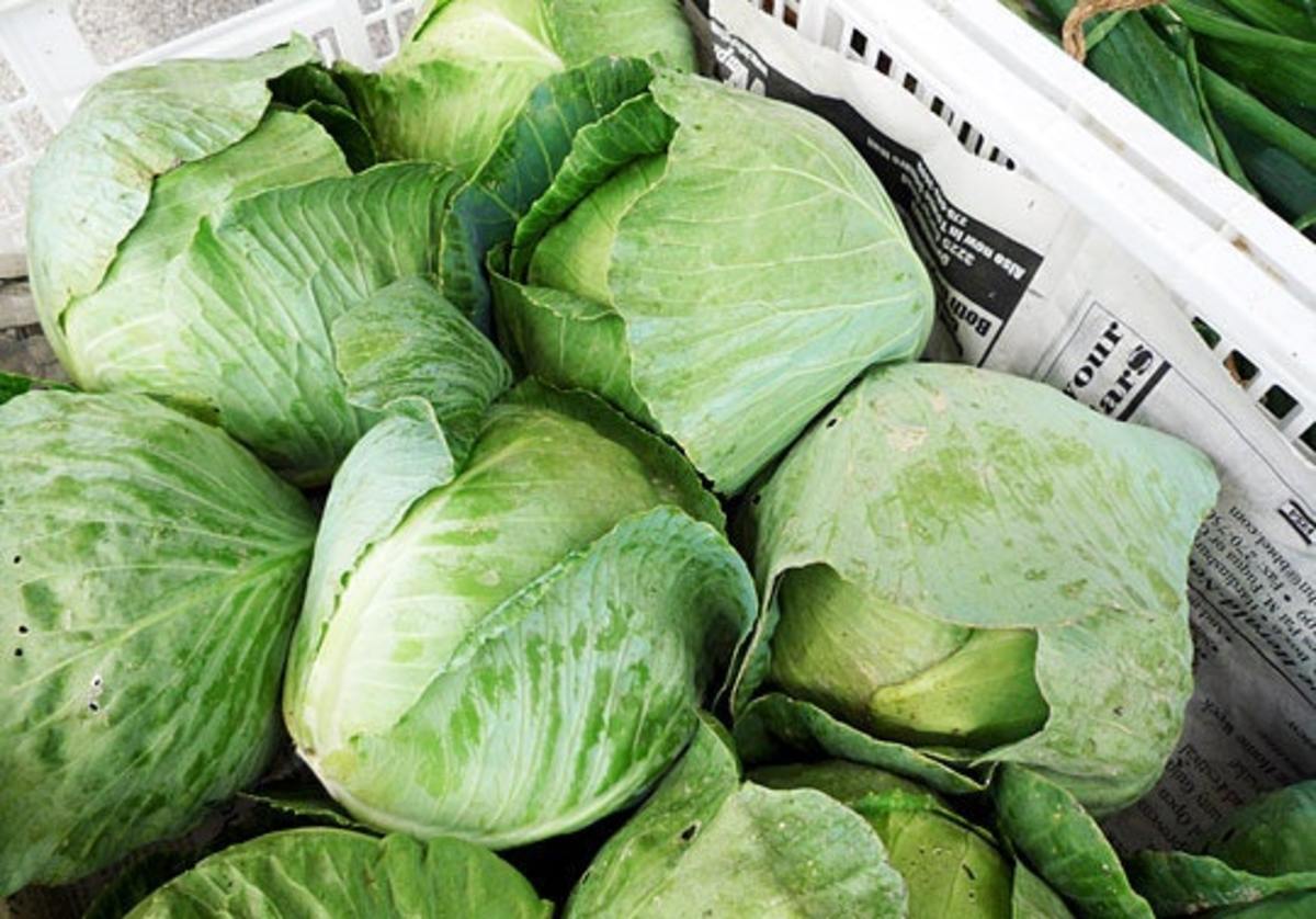 Types of Cabbages HubPages