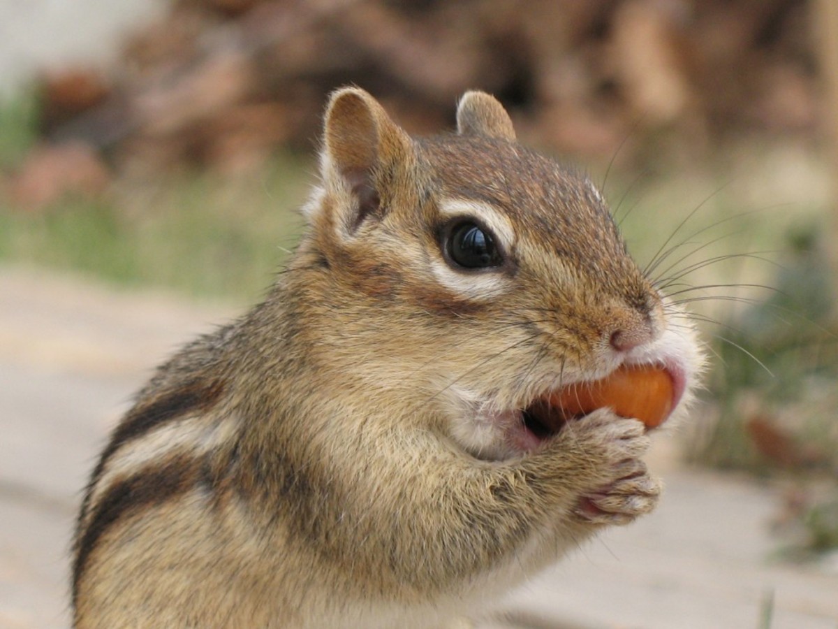 This chipmunk is getting prepared for winter but they don't sleep all the way through the season. Instead, they retreat to burrows and wake every few days to raise their body temperatures and feed on normal, stored food rather than fat reserve.