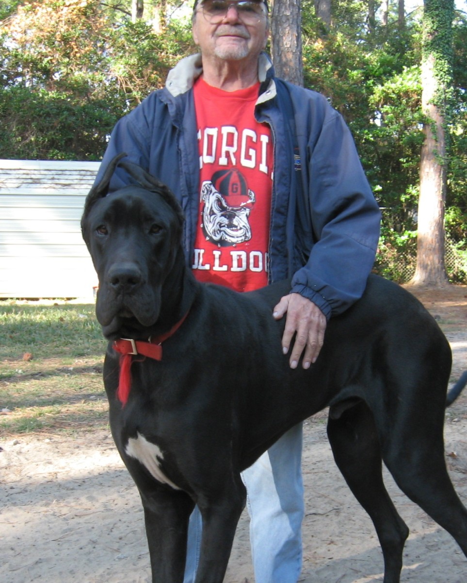 Great Danes are very obedient and learn quickly. 
