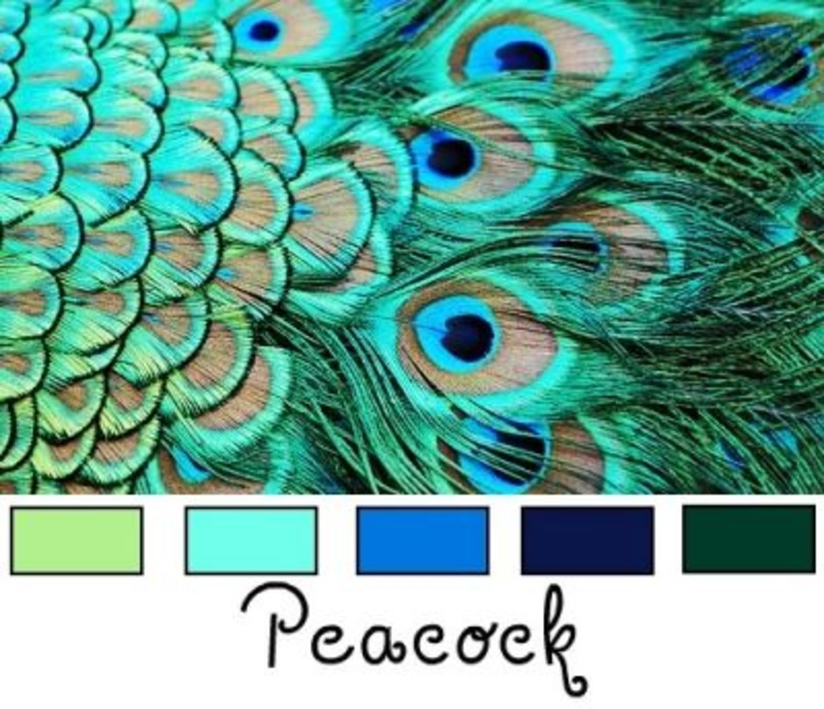 Peacock Color Pallette