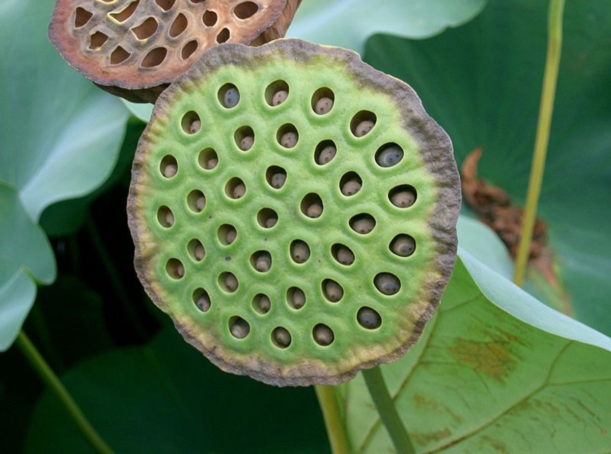 The Beautiful Lotus Plant (Nelumbo nucifera) Traditional