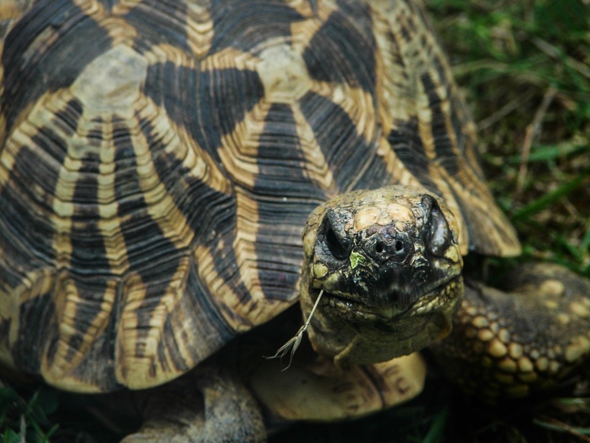 Small Tortoise Breeds You Can Keep As Pets - Hubpages