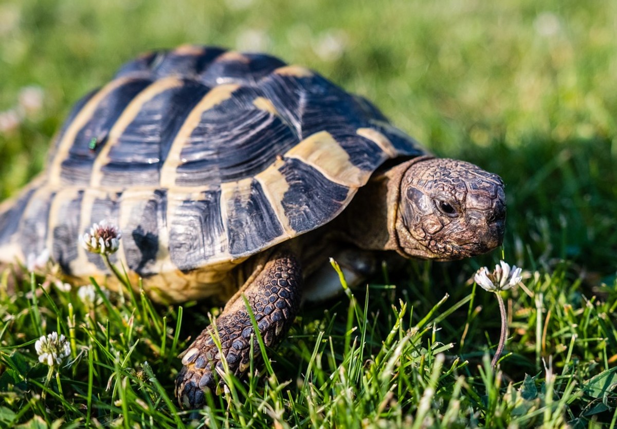 Small Tortoise Breeds You Can Keep as Pets - HubPages