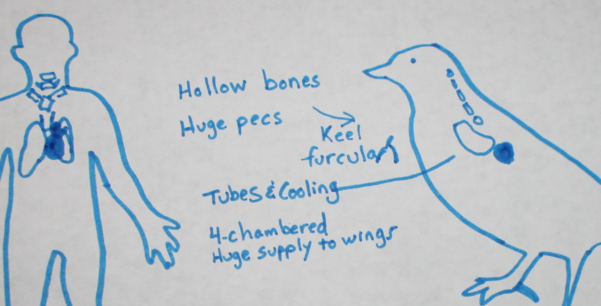 Bird Anatomy Lesson: A Middle School Biology Lesson - HubPages